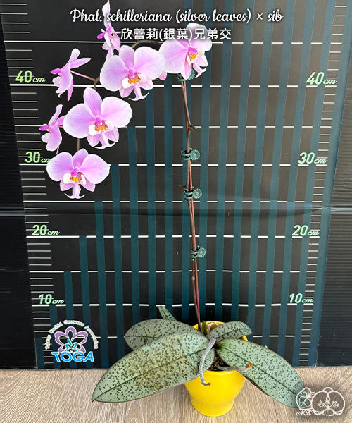 美琪園藝Miki Orchid - 品種詳細頁